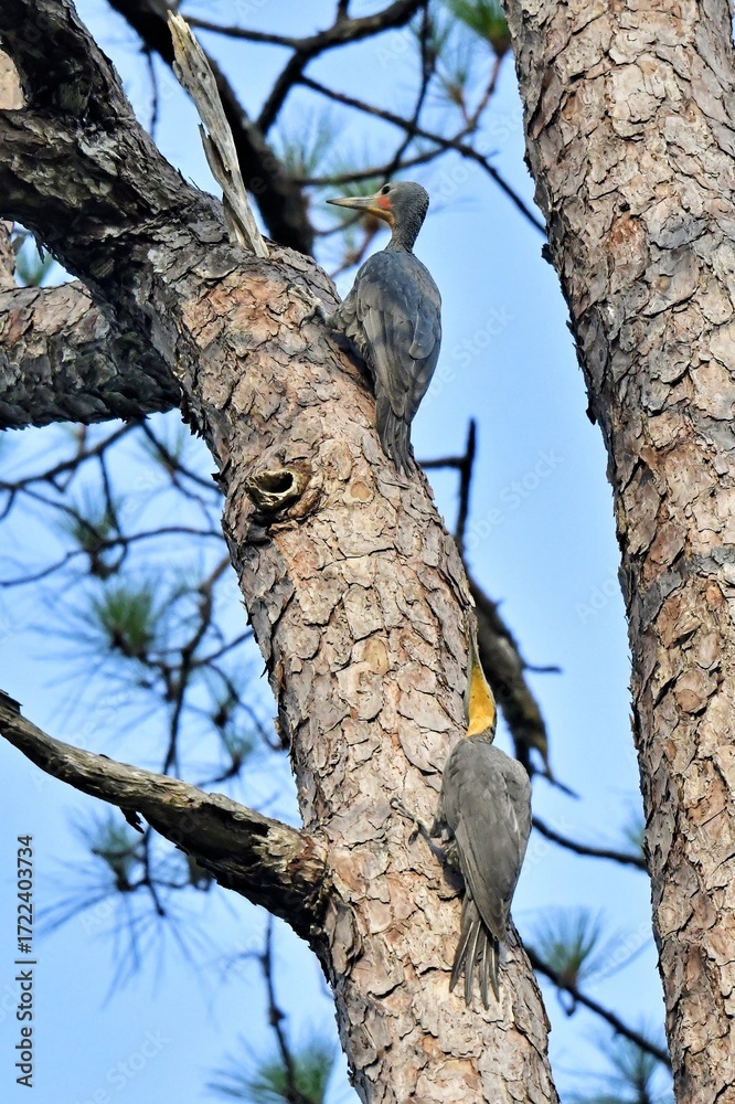 Obraz premium Two Great Slaty Woodpeckers courting each other on the pine tree at Nam Noa National Park Thailand