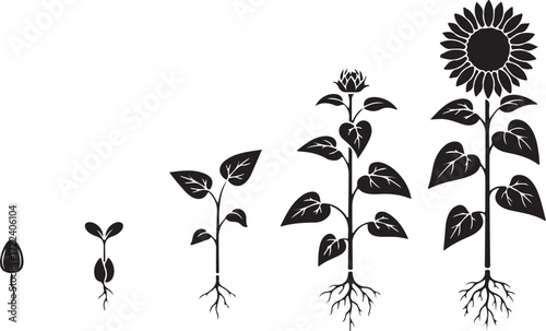 Sunflower Growth: A graphic representation of the life cycle of a sunflower, depicting stages from seed to full bloom, illustrating the beauty and complexity of the natural world.