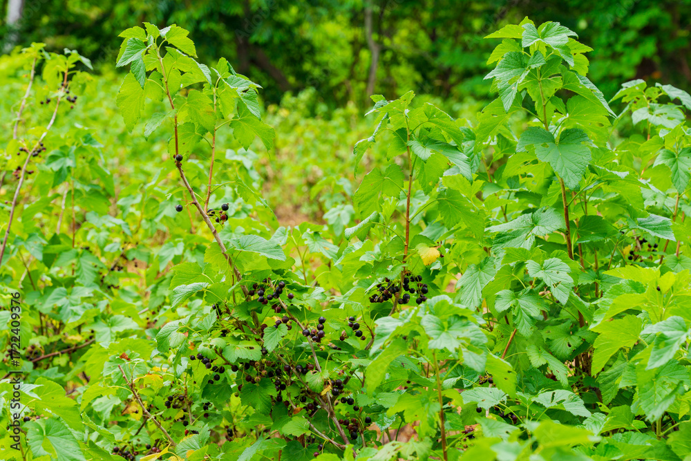 Obraz premium カシスの露地栽培