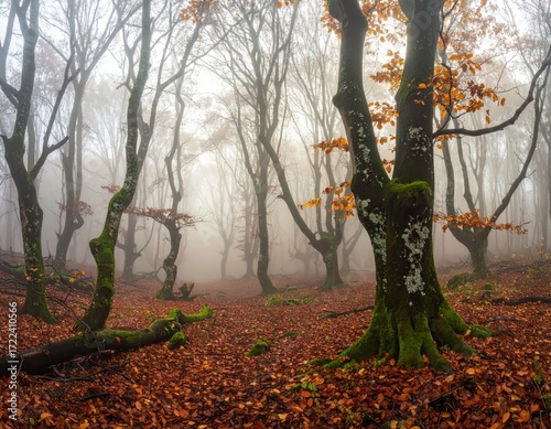 Autumnal forest scene features bare trees amidst dense fog and a forest floor covered with fallen brown leaves