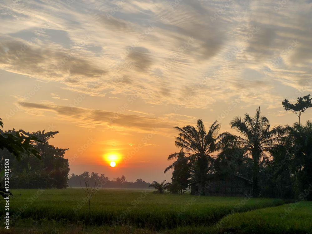 Fototapeta premium Stunning moment of the morning atmosphere in the rice fields in a village, the sun rises with the reflection of the sun on the agricultural land