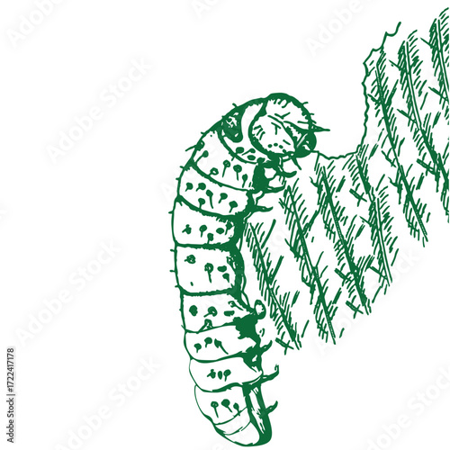 Make a Professional Caterpillars Vector