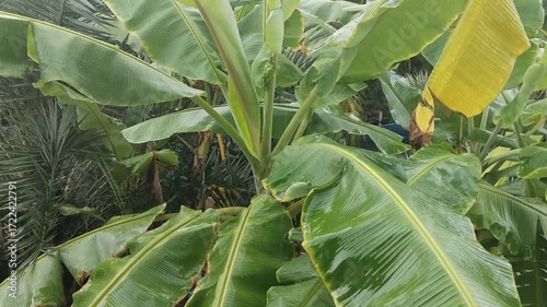 Rain waters are falling with water drops, the nature of the rainy season.