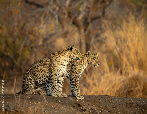 Two leopards on a rise