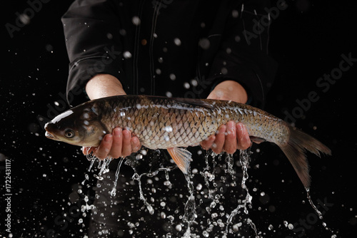Fresh Carp Fish Catch with Water Splash - Live Fish in Hands