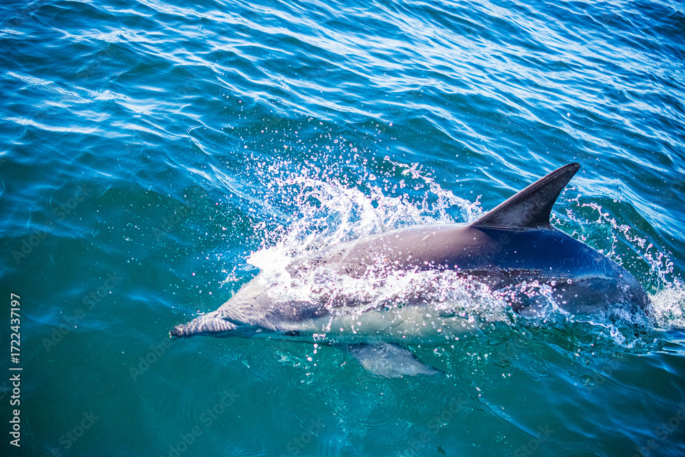 Naklejka premium Dolphin encounter in Ballina, Australia