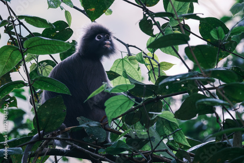 Dusky Leaf Monkey in Malaysian Rainforest