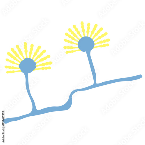 Aspergillus Fungus Icon