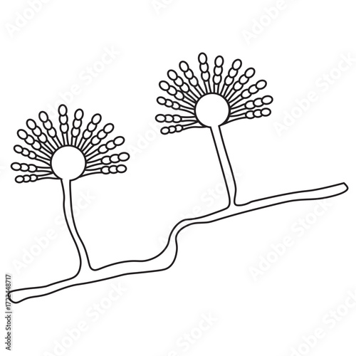 Aspergillus Fungus Line Icon