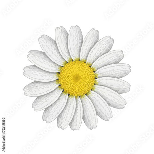 Close-up view of a white daisy with a yellow center.
