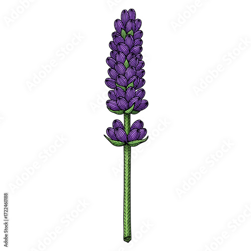 Close-up illustration of a single lavender flower stalk, showcasing detailed purple blossoms and green stem.