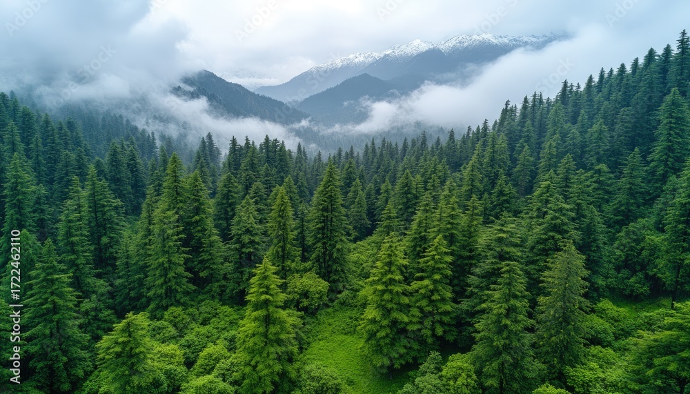 Obraz premium Lush green forest valley, misty mountains