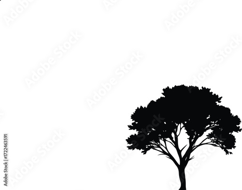 Strong tree silhouette with spreading branches isolated on white background