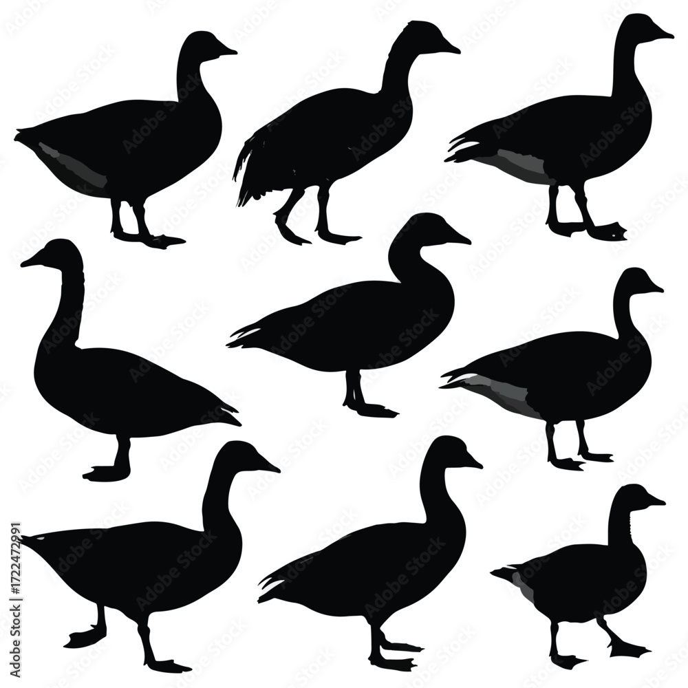 Obraz premium Collection of goose silhouettes in various poses isolated on white background