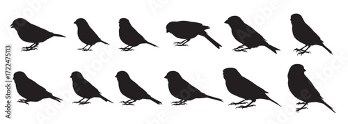  canary birds silhouette white background vector illustration