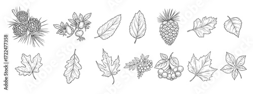 autumn leaf of maple and oak fall acorn and rowan
