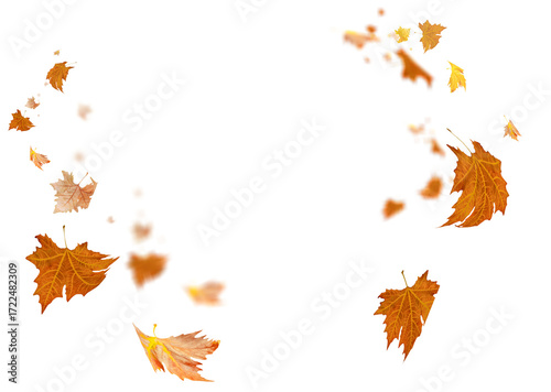 leaves leaf  falling in autumn isolated for background