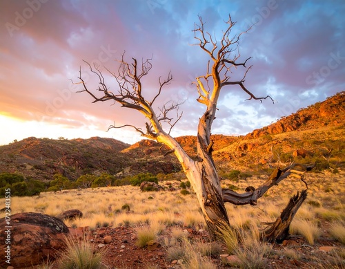Sunrise over barren landscape with ancient tree
