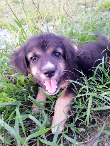 dog in grass