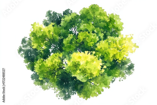 Vector tree top watercolor hand drawn view isolated on white background for landscape plan and architecture layout drawing, elements for environment and garden