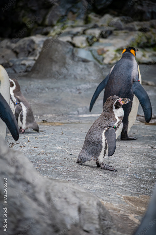 Fototapeta premium Penguins at Asahiyama Zoo, Hokkaido, Japan – Cute Wildlife Photography