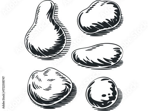 Hand Drawn Sketch of Various Potato Varieties. Vector hand drawn illustration