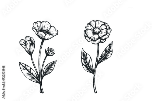 Black and white floral sketch featuring poppy and daisy stems. Vector hand drawn illustration
