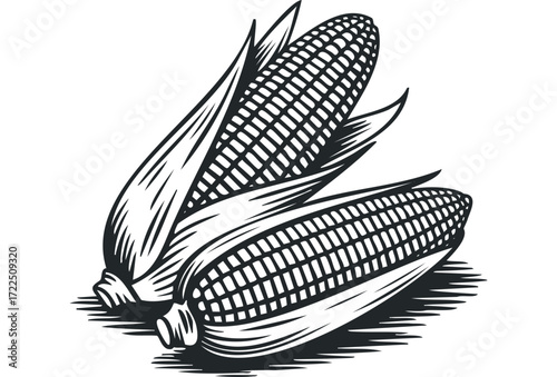 Two Maize Cobs With Husk and Leaves. Vector hand drawn illustration