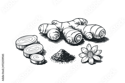 Root, Powder, Slices, and Flower Isolated. Vector hand drawn illustration