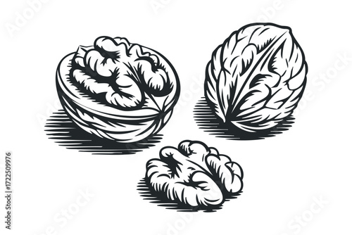 Three walnuts, one in shell, one halved, one kernel. Vector hand drawn illustration