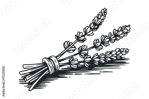 Bunch of Hand-Drawn Lavender Stalks Tied Together. Vector hand drawn illustration