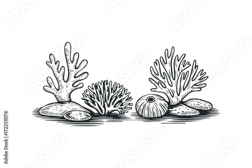 Line art drawing of marine flora and fauna group. Vector hand drawn illustration