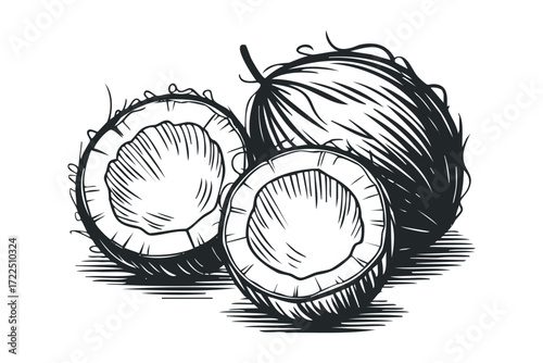 Whole and Halved Coconut Tropical Fruit. Vector hand drawn illustration