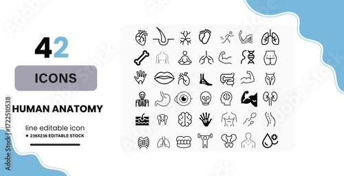 42 human body anatomy line icons set for medical health and science applications