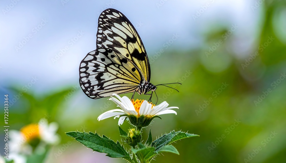 Obraz premium A butterfly rests on a flower