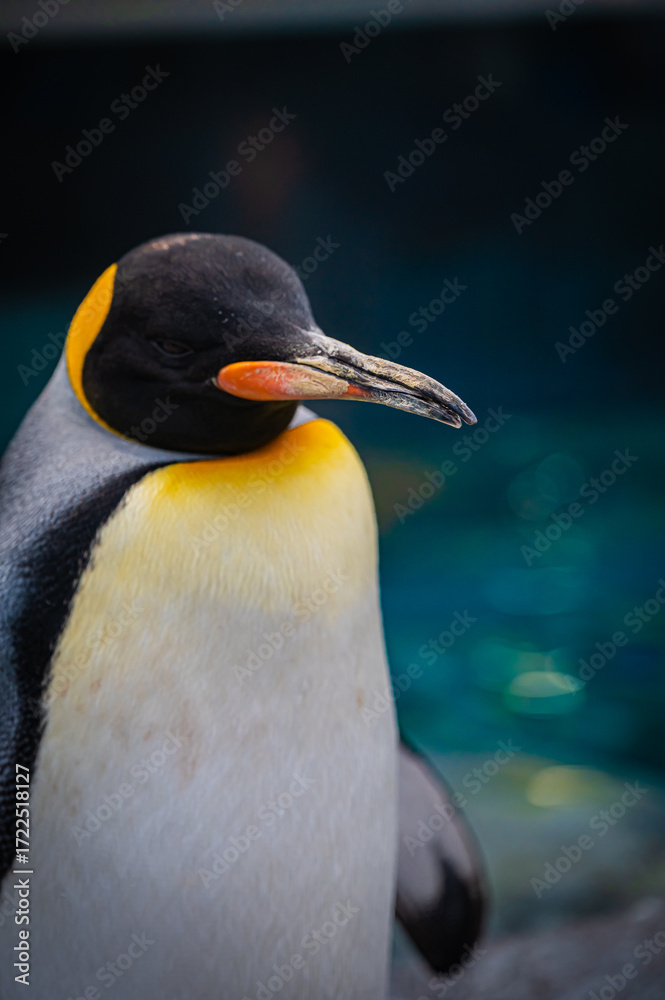 Naklejka premium Penguins at Asahiyama Zoo, Hokkaido, Japan – Cute Wildlife Photography