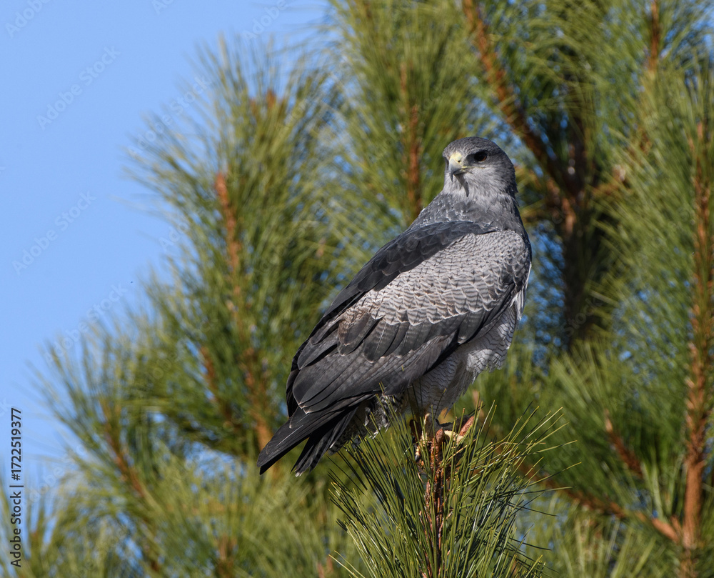 Fototapeta premium Aguila con su presa acechando