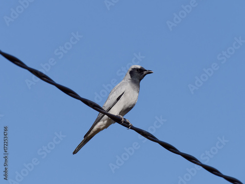 Schilderij op canvas Black-faced cuckoo shrike (Coracina novaehollandiae) perched on a power line