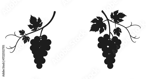 Detailed silhouettes of two grape vines with ripe bunches of grapes