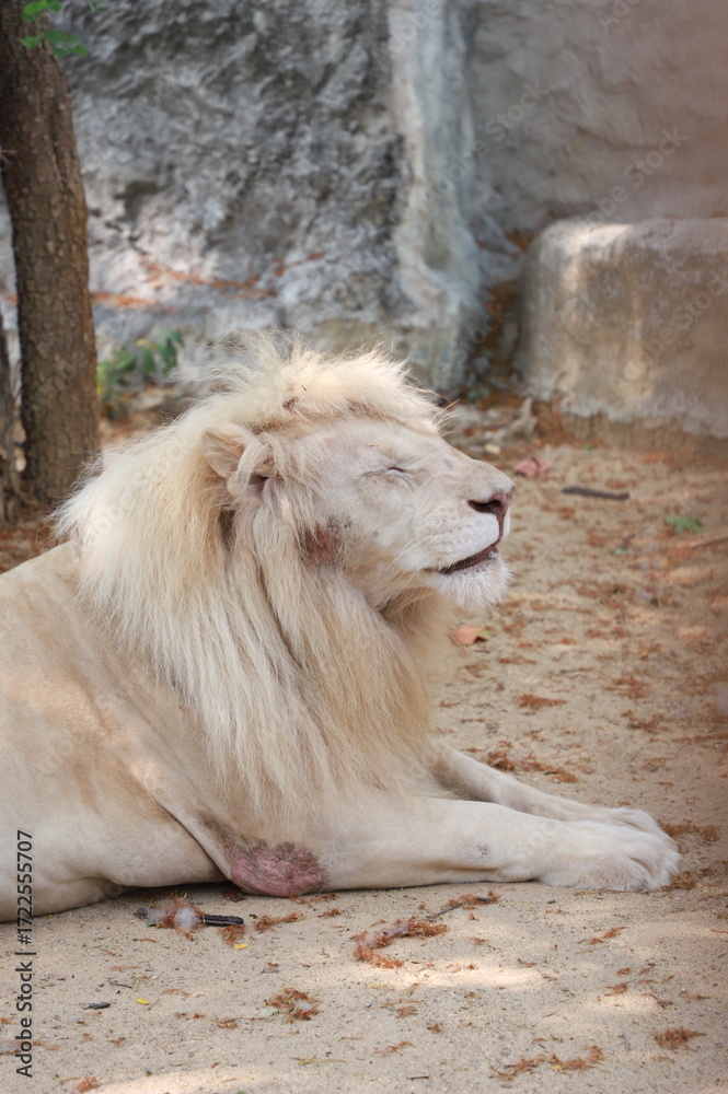 Obraz premium lion in the zoo