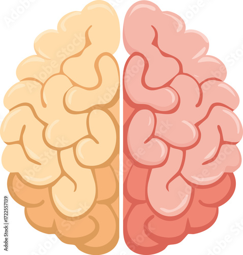 Illustration of the Human Brain's Left and Right Hemispheres with Different Coloration Representing Varied Cognitive Functions