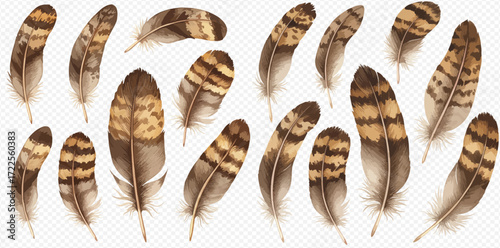 Collection of realistic brown and beige striped bird feathers with natural textures, isolated on a transparent background.