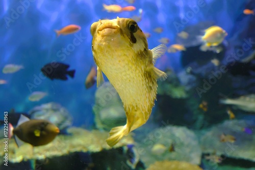 Fotografie A porcupine fish in aquarium swimming calmly without erecting its spines
