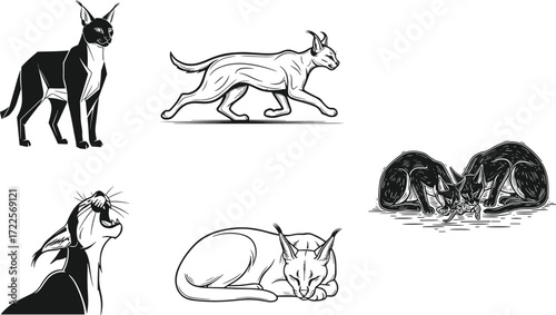 caracal silhouette, wild cat vector, wildlife clipart, flat vector, black caracal, animal silhouette, predator mammal, nature icon, stalking caracal, feline artwork