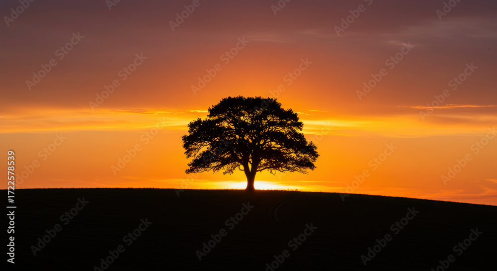 Fototapeta premium Silhouette tree sunset horizon