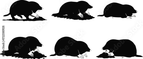 Mole wildlife illustration set, animal behavior poses, digging, crawling, resting, social interaction, nature silhouette, burrowing mammal vector art, animal sketch
