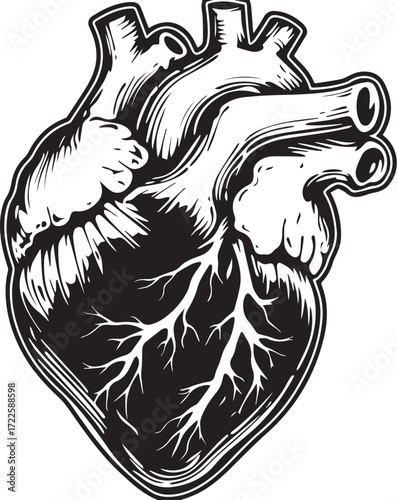 Anatomical Heart Illustration: An intricate illustration of the human heart, meticulously rendered in black and white, showcasing the delicate network of blood vessels and the organ's powerful form.