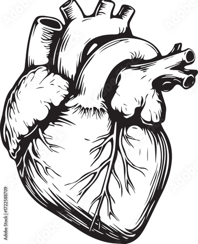 Anatomical Heart Illustration: A detailed black-and-white illustration of a human heart, showcasing its intricate structure and biological complexities.