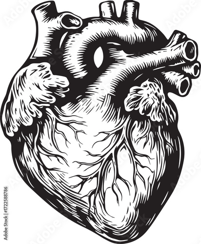 Anatomical Heart illustration: A detailed illustration of a human heart showcasing intricate anatomical details in monochrome.