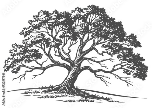 Detailed illustration of a large, sprawling deciduous tree with intricate branches and leaves on a white background